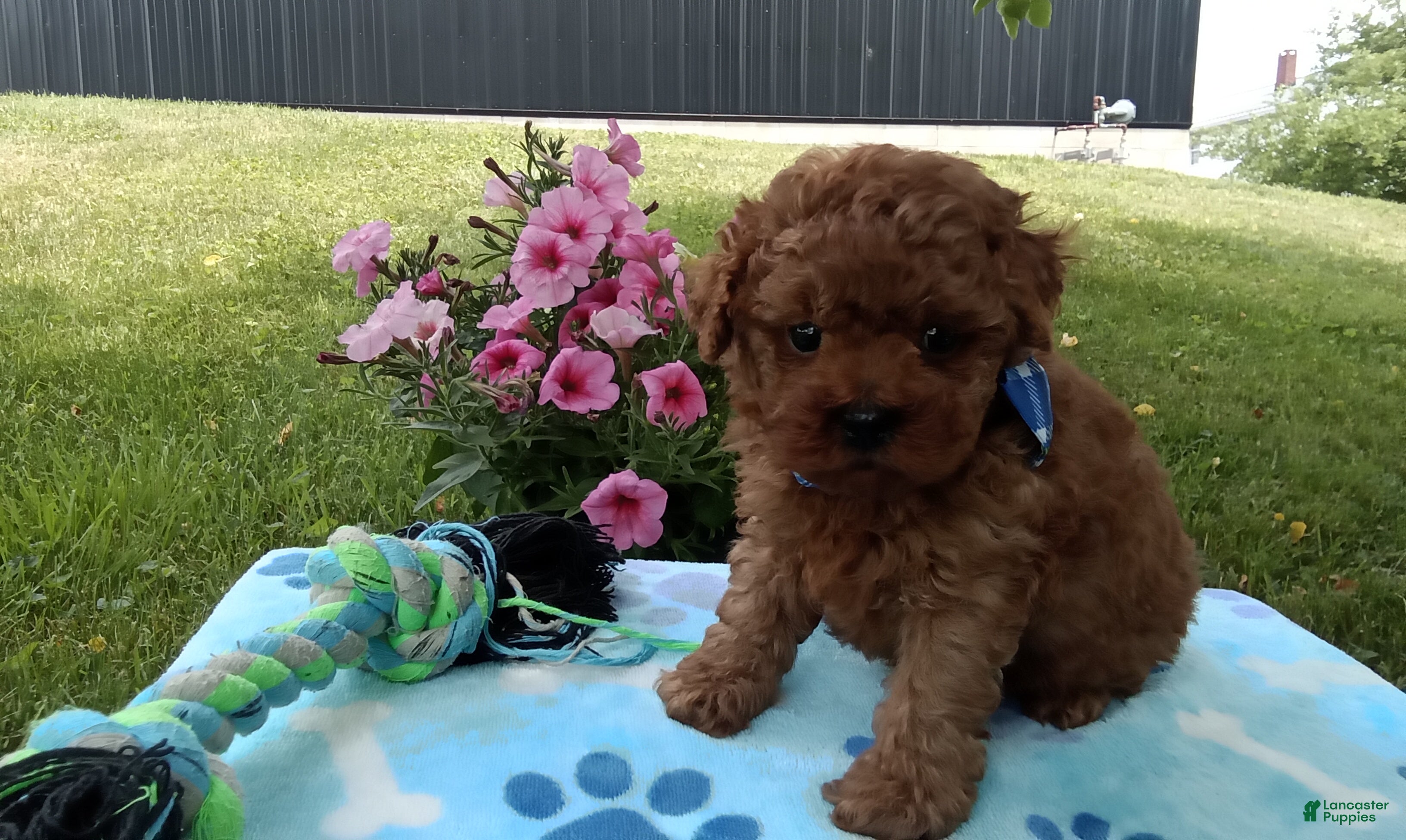 Toy Poodle dogs Dallas  - Ad 1