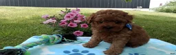 Toy Poodle dogs for sale: Dallas  - Ad 1