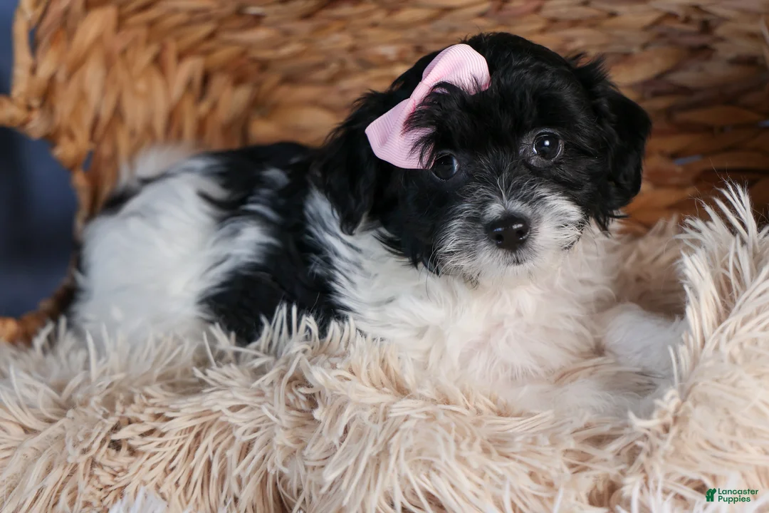 Havapoo dogs for sale: FREDA - Ad 6