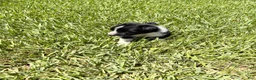 Mixed Breed dogs for sale: Savannah - Ad 13