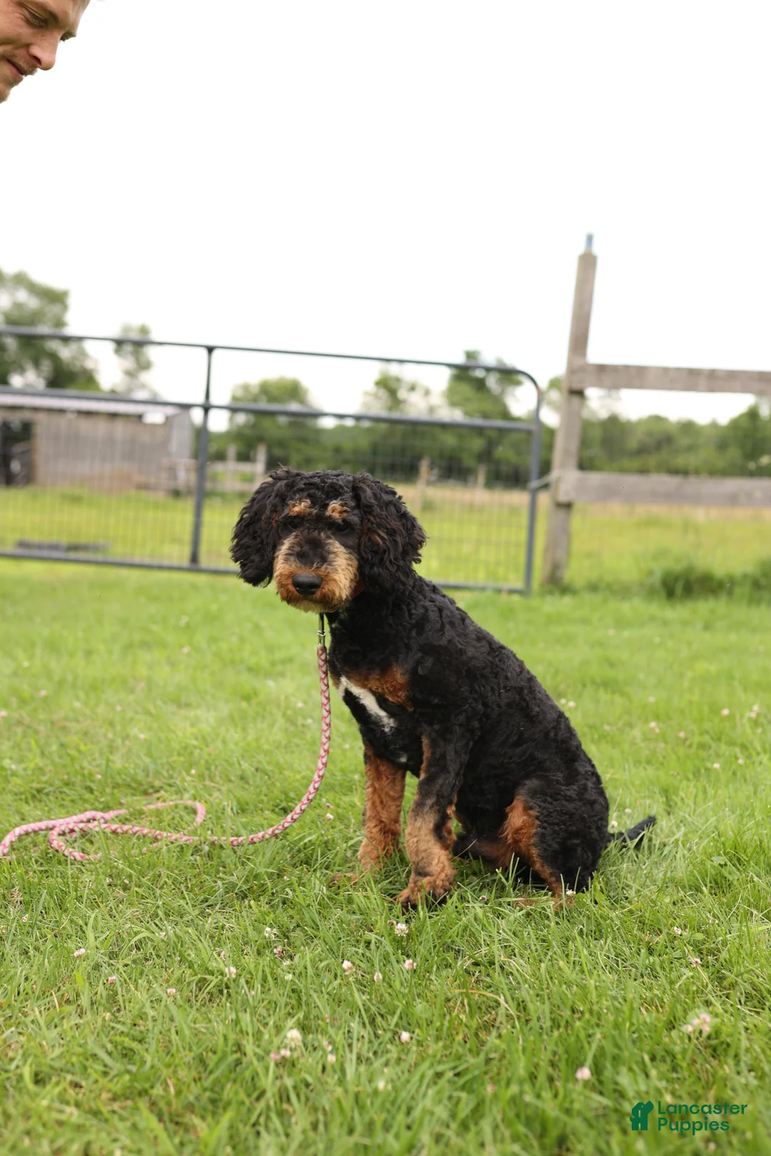 Miniature Poodle dogs for sale: Miniature Poodle Puppy 1 - Ad 1