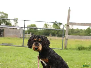 Miniature Poodle dogs Miniature Poodle Puppy 1 - Ad 17