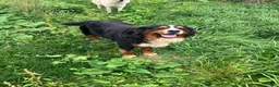 Bernedoodle dogs for sale: Bernedoodle Puppy 5 - Ad 3
