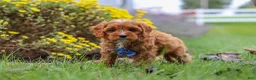 Cavapoo dogs for sale: Ranger - Ad 9