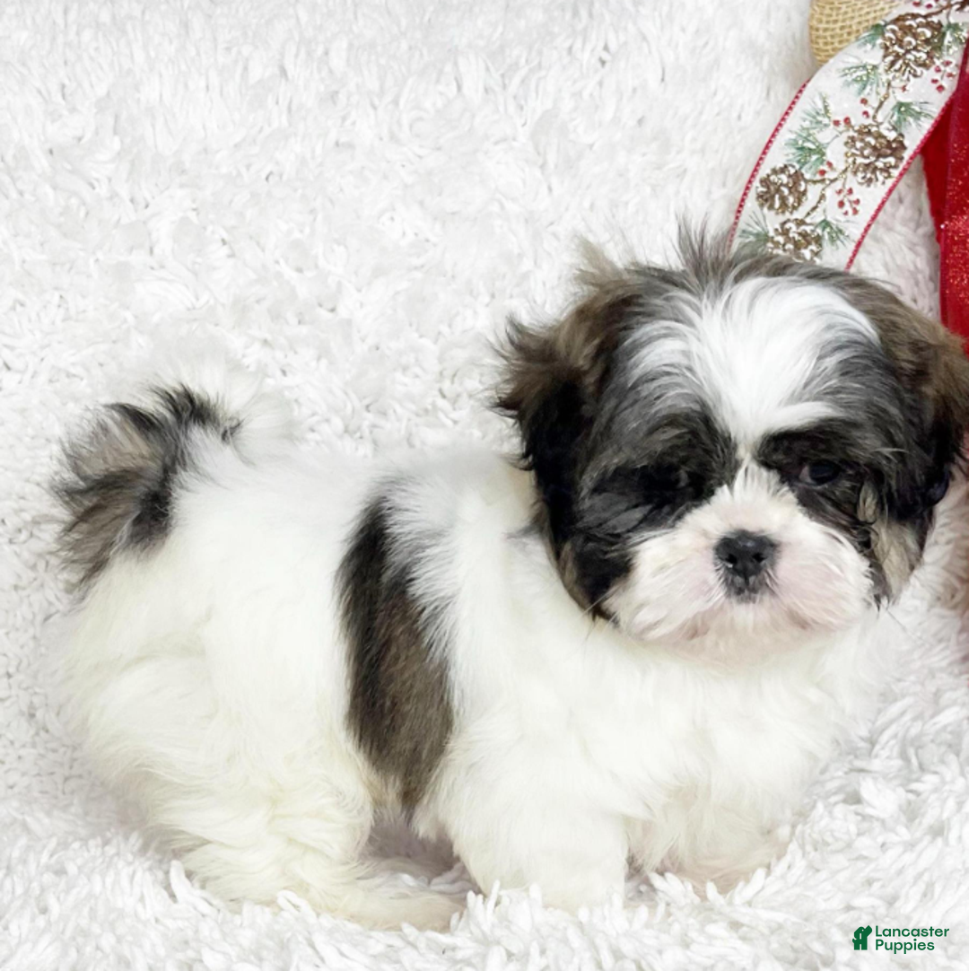 Shih Tzu dogs for sale: Brooke - Ad 5