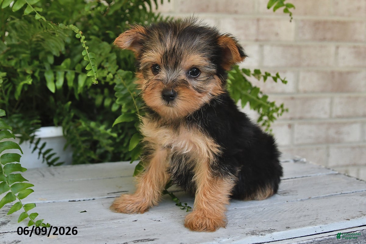 Yorkshire Terrier dogs Bo - Ad 2