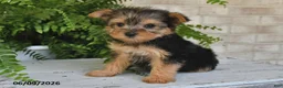 Yorkshire Terrier dogs for sale: Bo - Ad 2