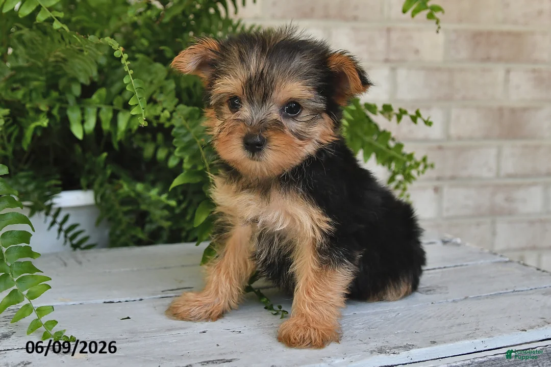 Yorkshire Terrier dogs for sale: Bo - Ad 2