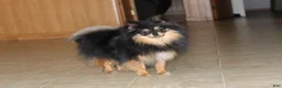 Pomeranian dogs for sale: Teacup Macy - Ad 15