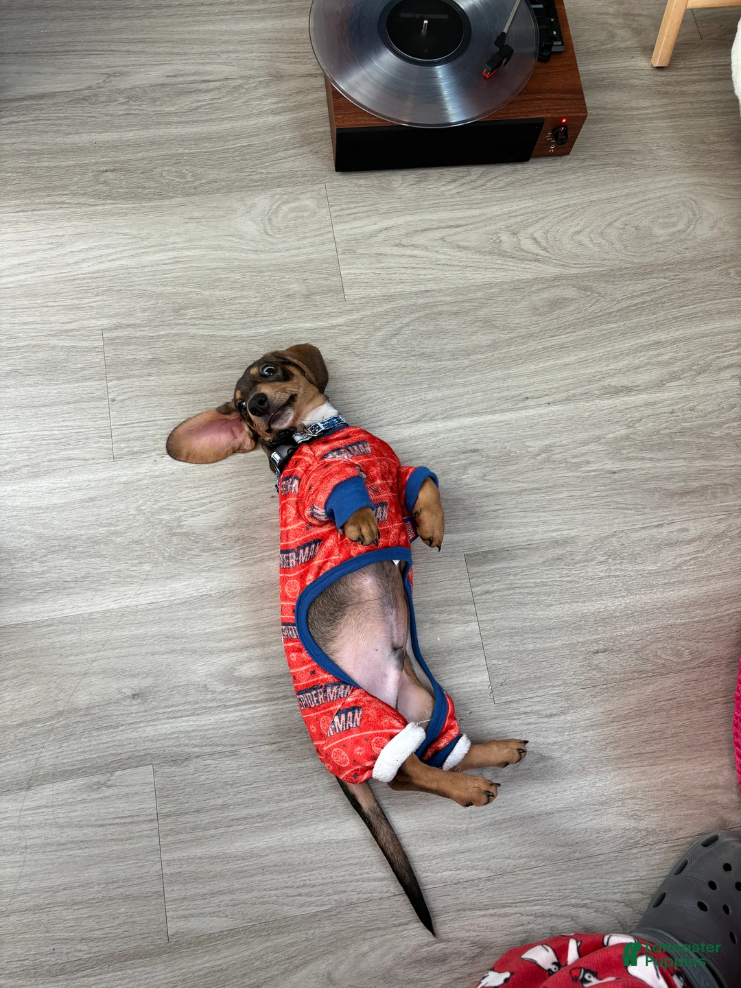 Gallery Image {{count}}