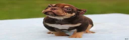 American Bully dogs for sale: Chocolate Tri Male - Ad 7