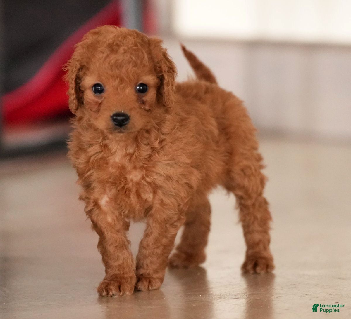 Mini Goldendoodle dogs for sale: Josie - Ad 2