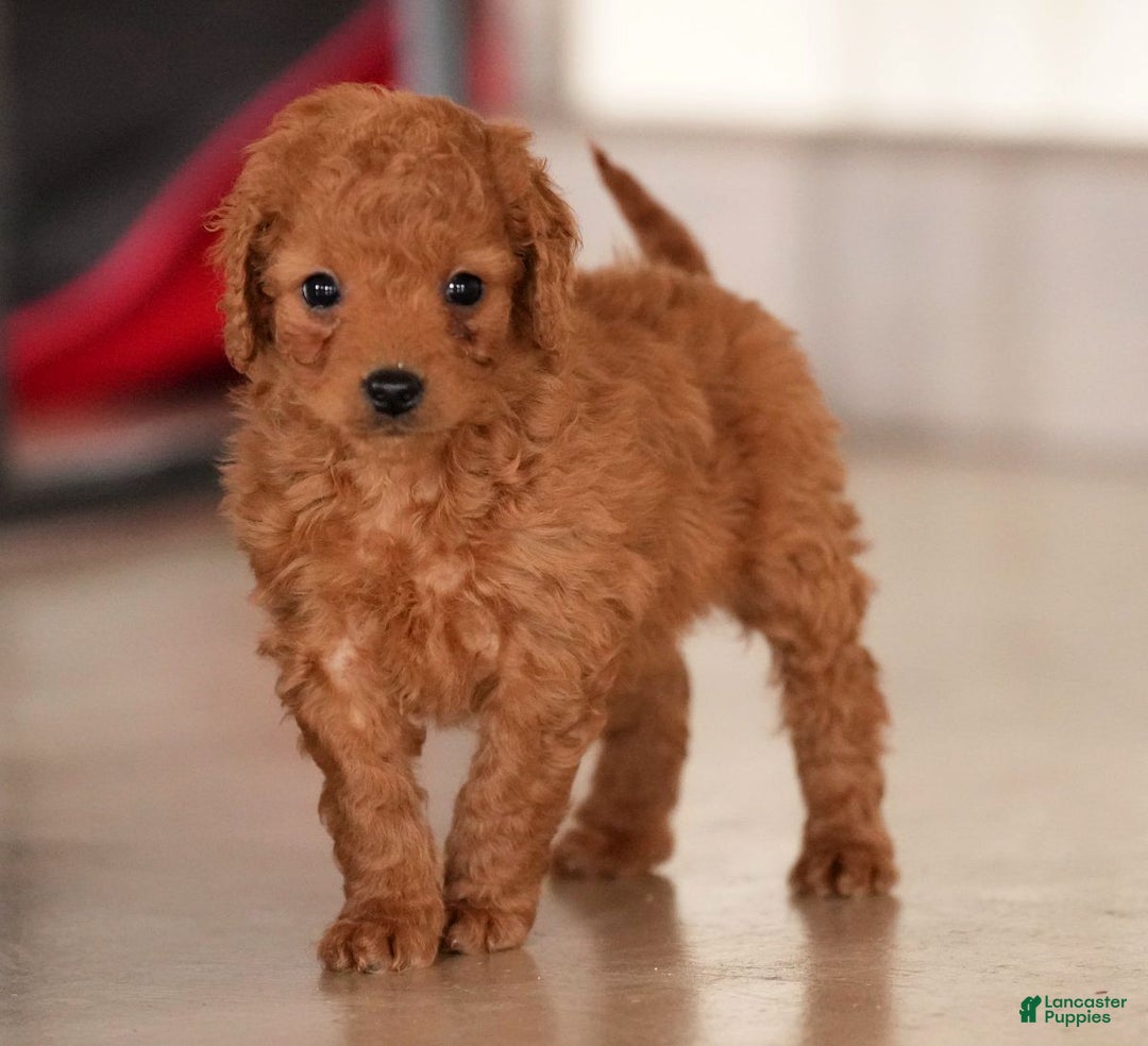 Mini Goldendoodle dogs for sale: Josie - Ad 1