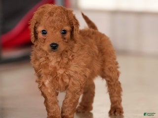 Mini Goldendoodle dogs for sale: Josie - Ad 2