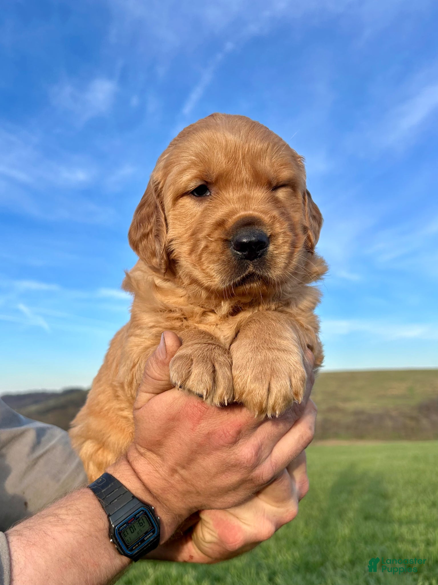 Golden Retriever dogs Honey - Ad 2