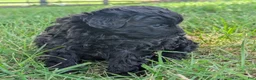 Pomapoo dogs for sale: Poppy - Ad 7