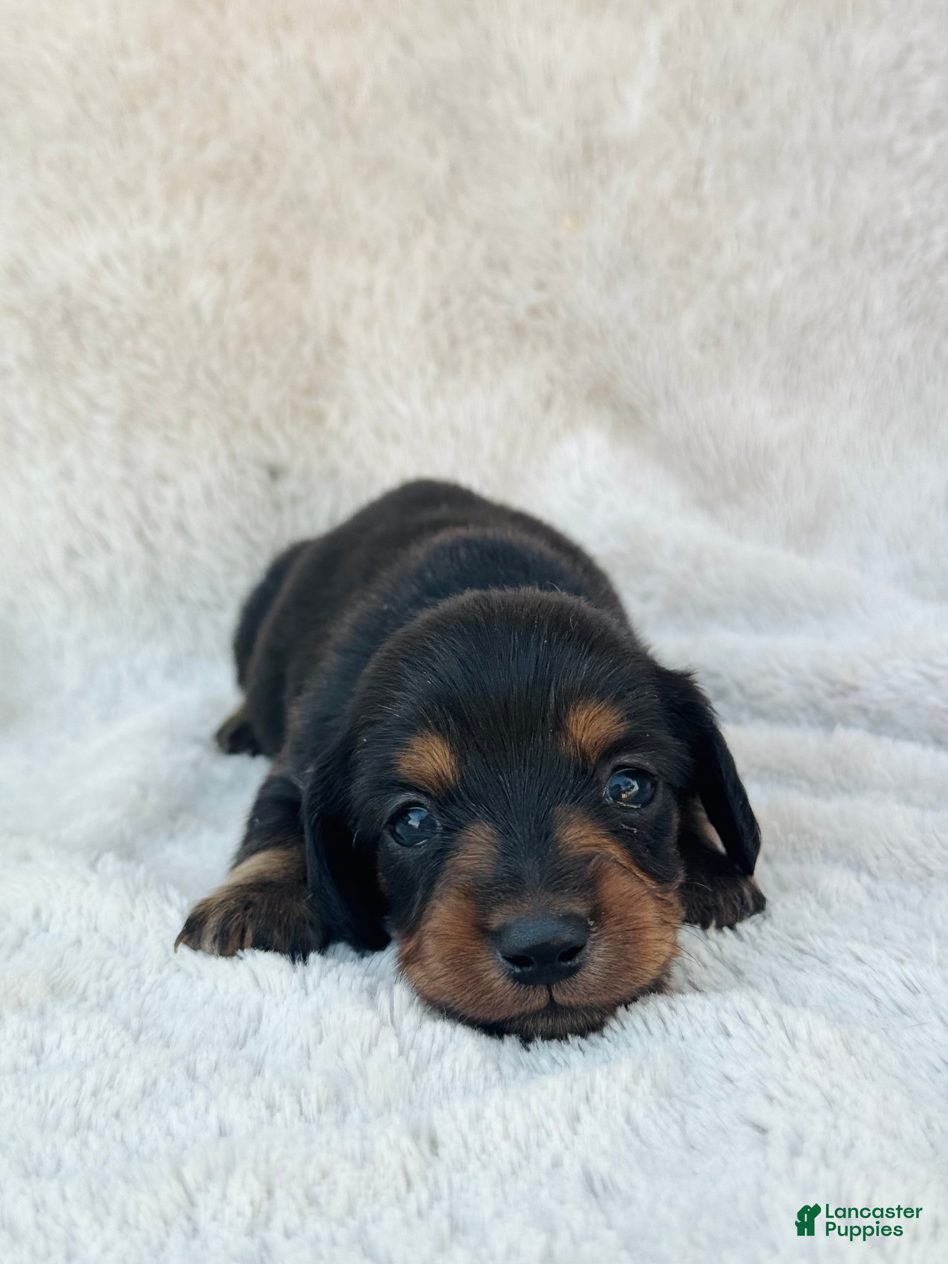 Miniature Dachshund dogs AKC Longhair Black & Tan Mini Dachshund Girl - Ad 28
