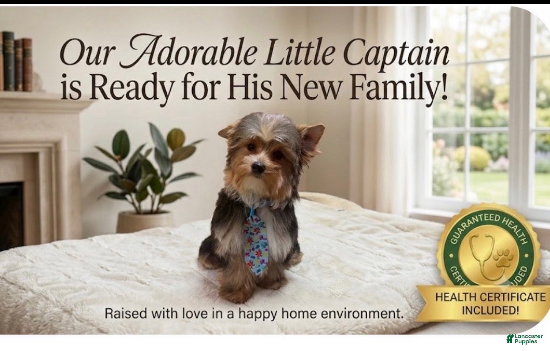 Yorkshire Terrier dogs Boy 1 - Ad 1