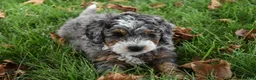 Mini Bernedoodle dogs for sale: Jester F1b - Ad 7