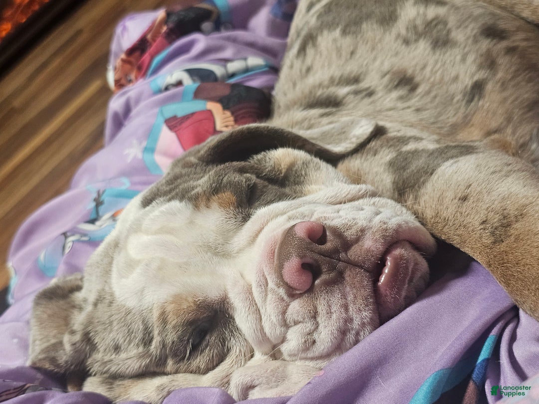 Beabull dogs for sale: MAPLE - Ad 2