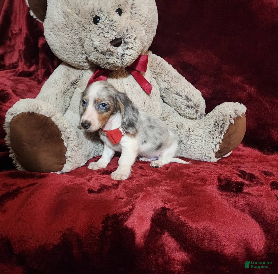 Miniature Dachshund dogs for sale: STORMY - Ad 8