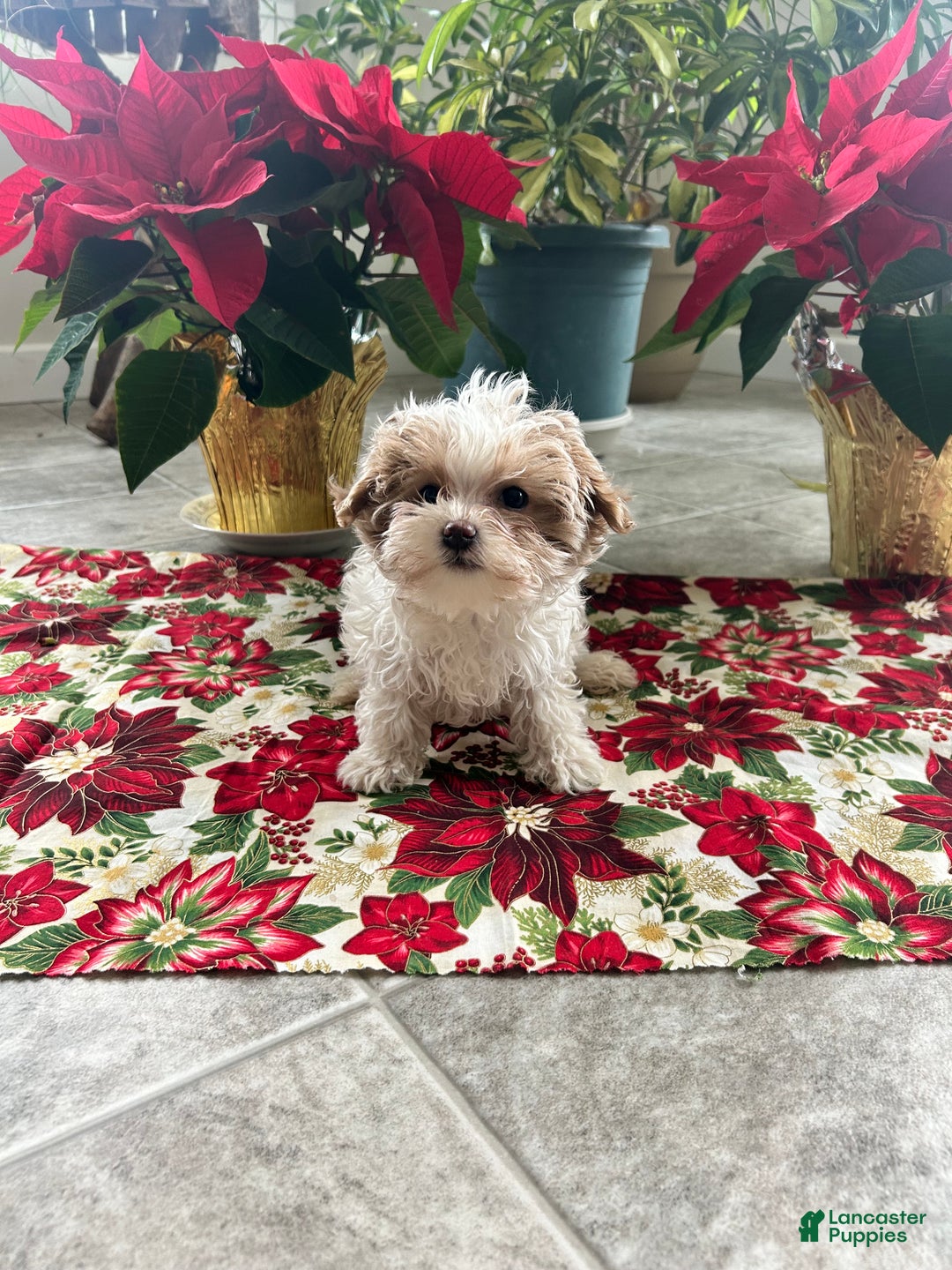 Maltipoo dogs for sale: DAISY - Ad 1