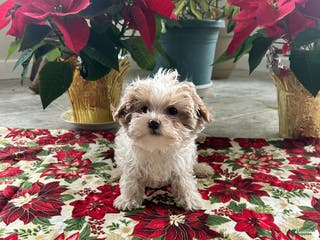 Maltipoo dogs DAISY - Ad 24