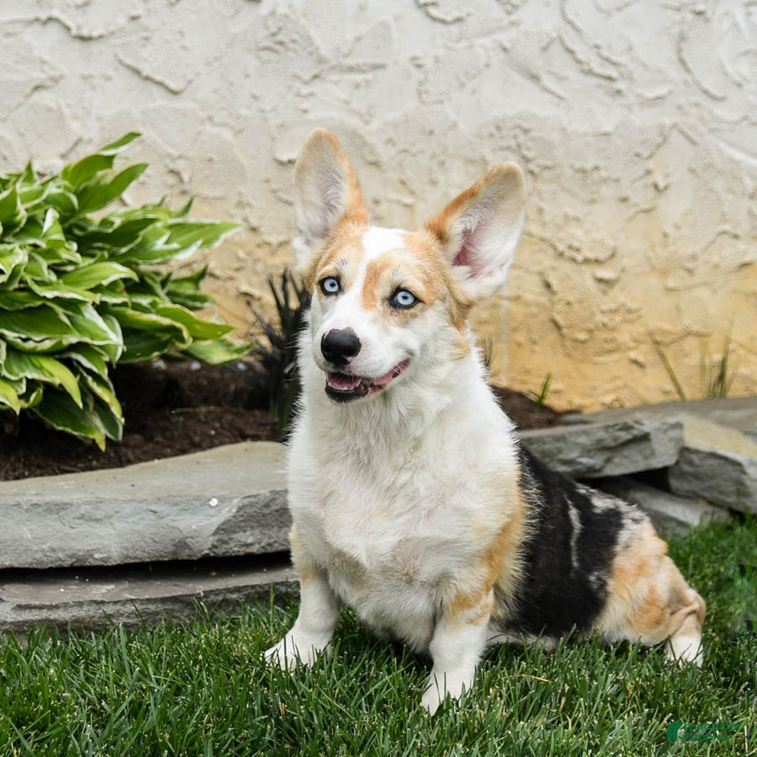 Welsh Corgi Pembroke dogs for sale: Aspen - Ad 4
