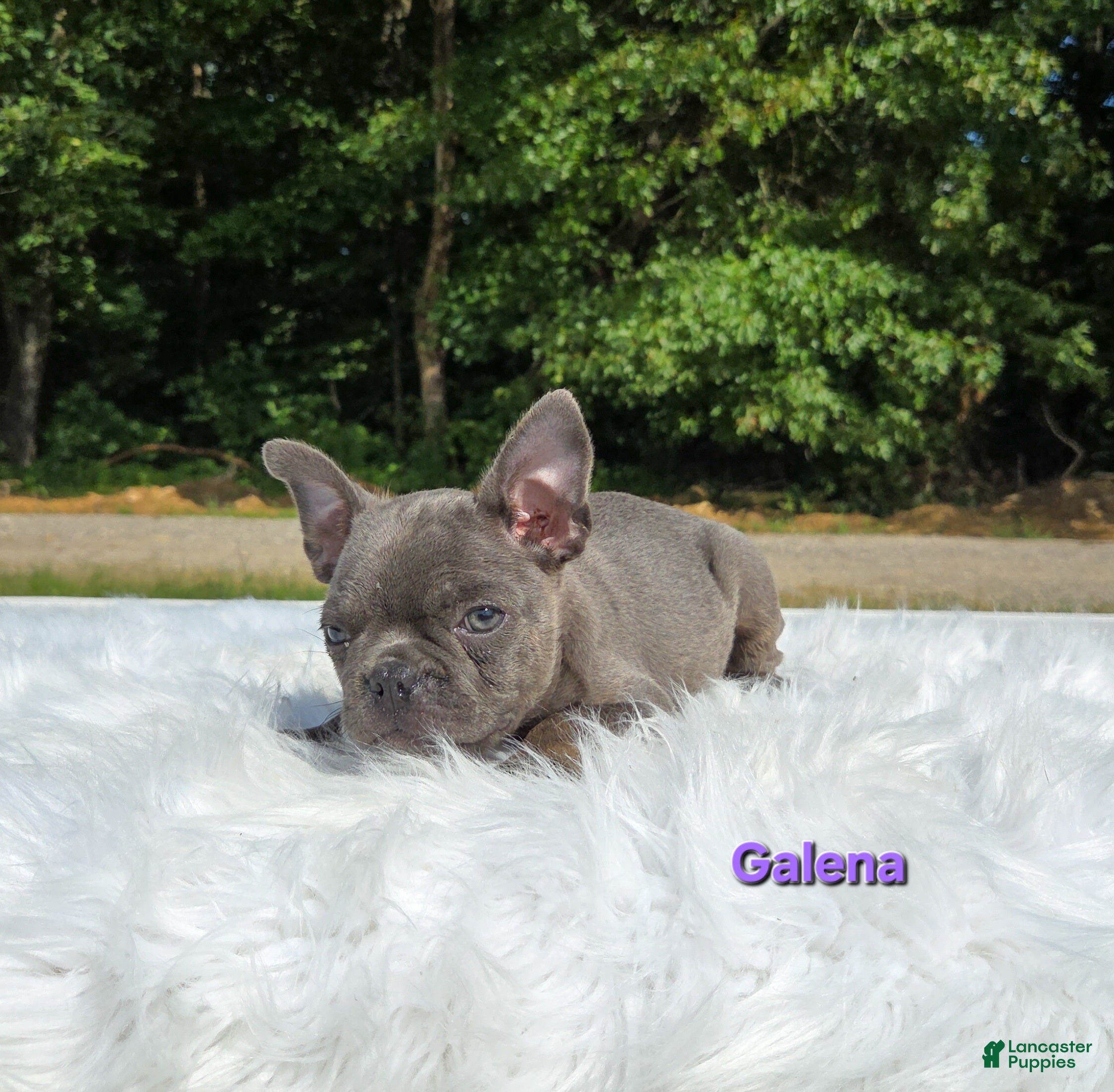 Frenchton dogs Galena  - Ad 2