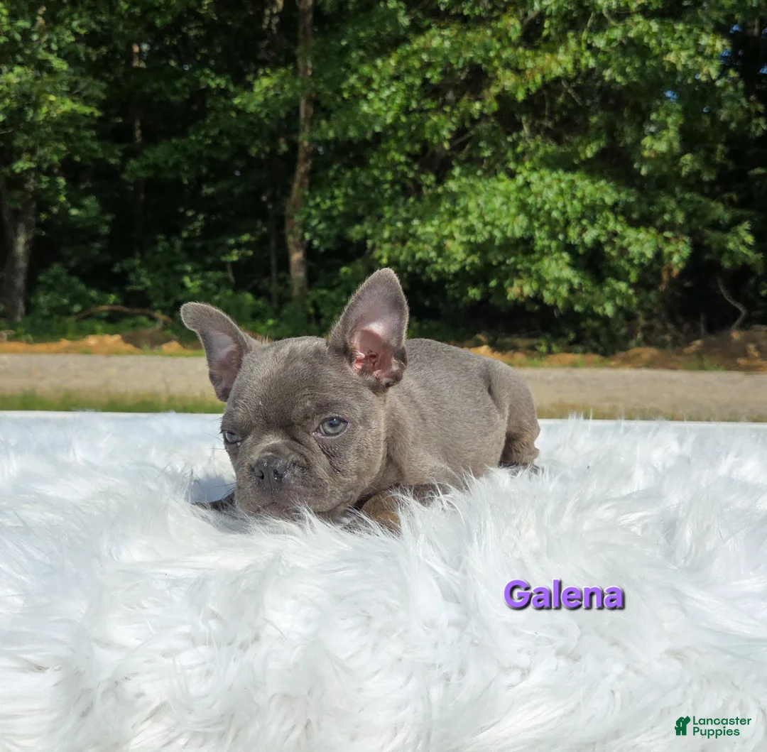 Frenchton dogs for sale: Galena  - Ad 2