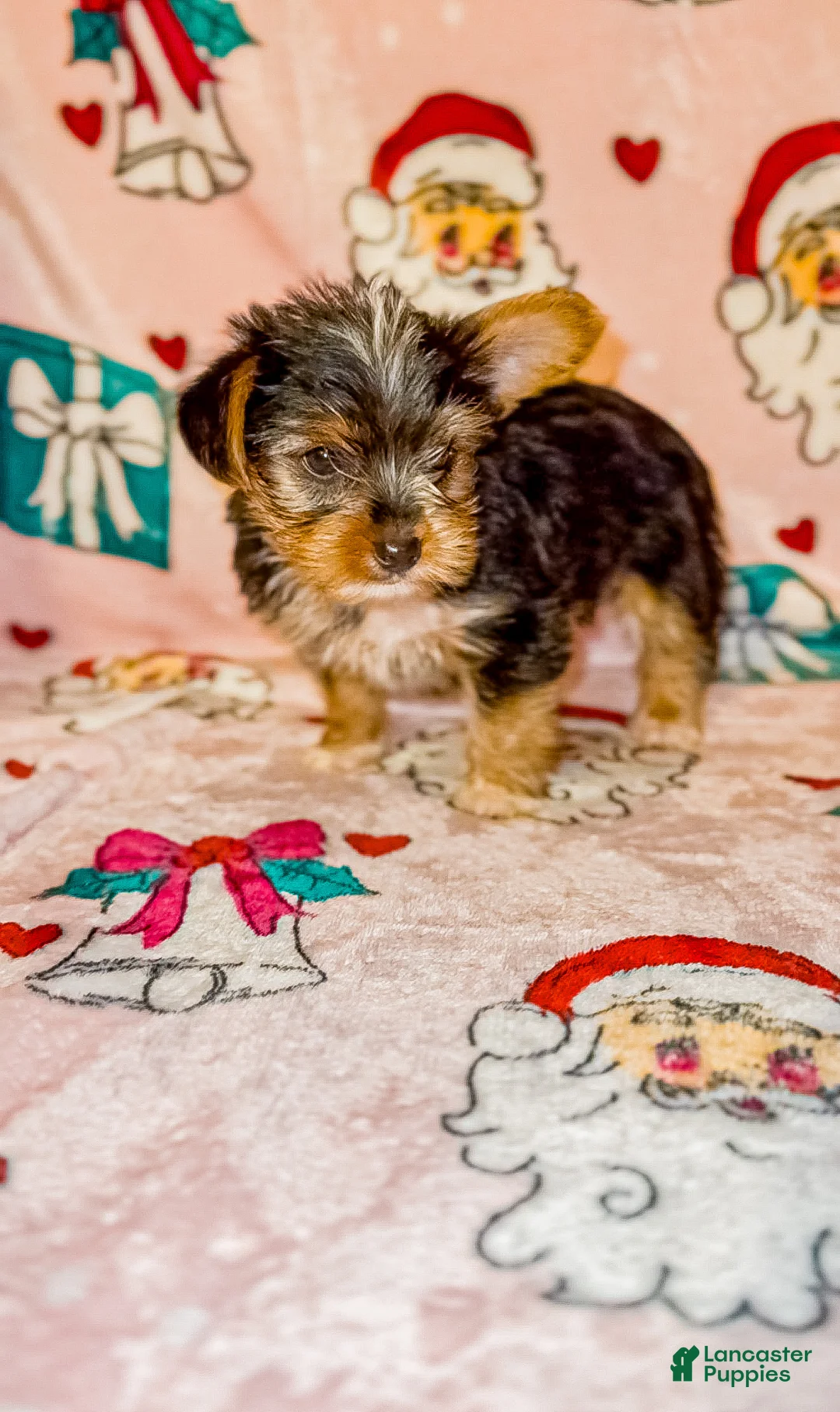 Yorkshire Terrier dogs for sale: Stripe - Ad 6