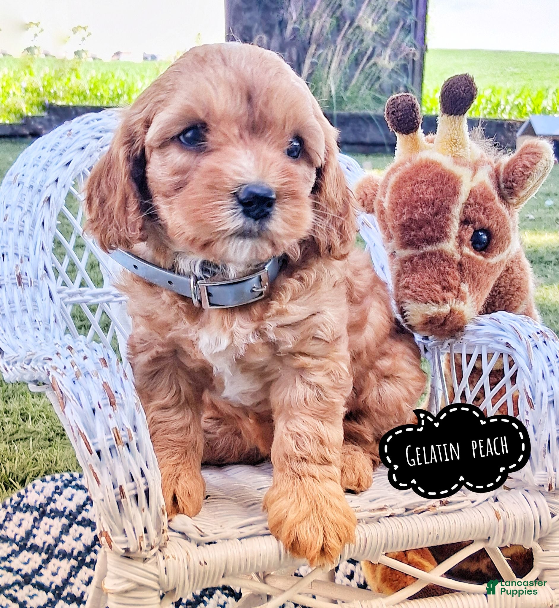 Cavapoo dogs Geleti Peach - Ad 1