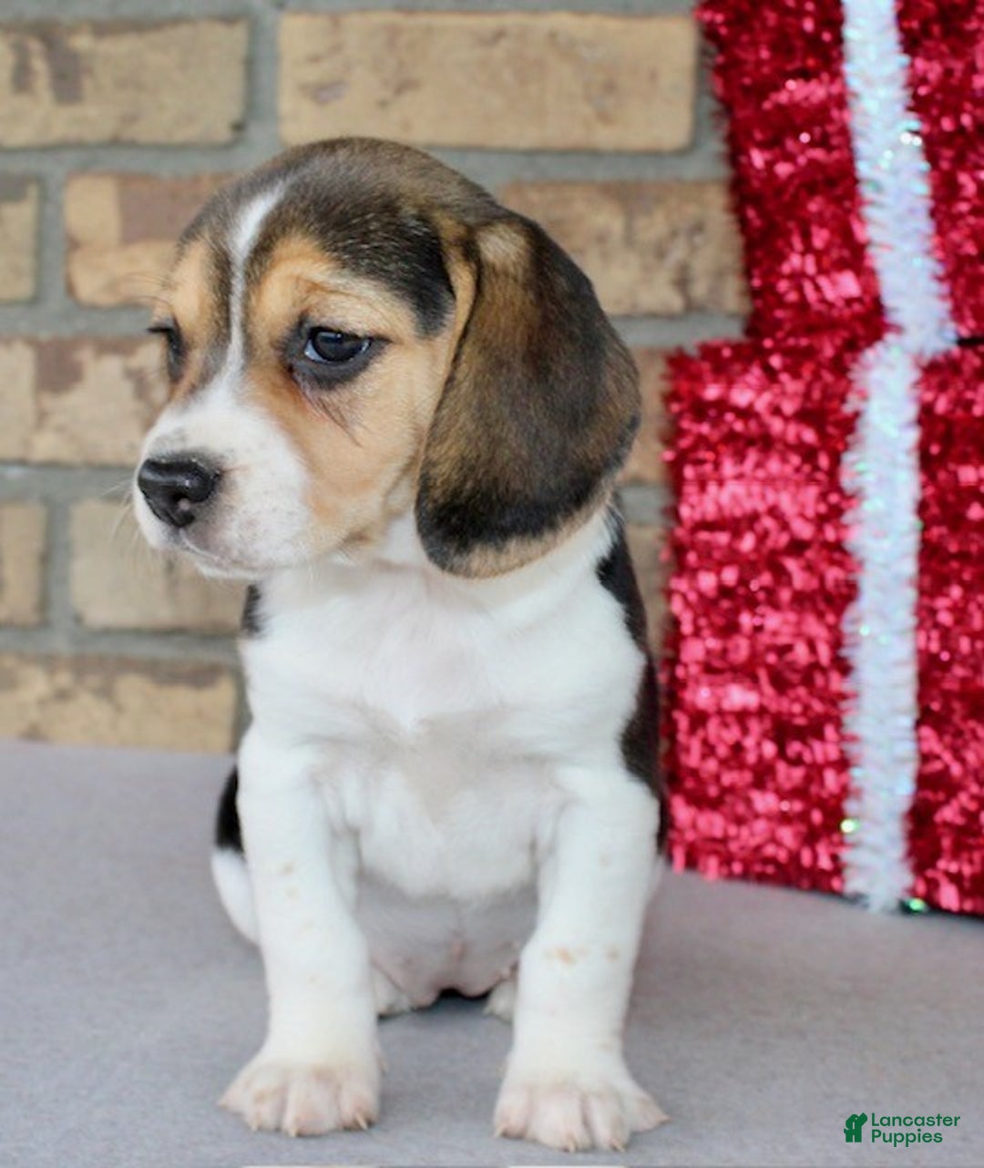 Beagle dogs for sale: Fannie - Ad 5