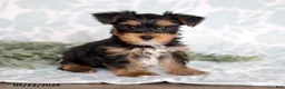 Yorkshire Terrier dogs for sale: Mike - Ad 5