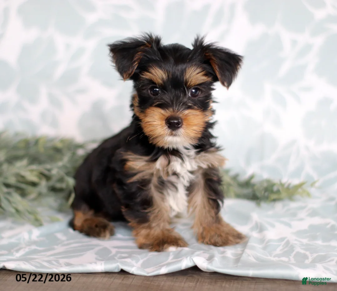 Yorkshire Terrier dogs for sale: Mike - Ad 2