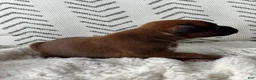 Boxer dogs for sale: Rex - Ad 6