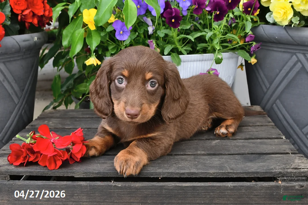 Dachshund dogs for sale: Summer - Ad 1