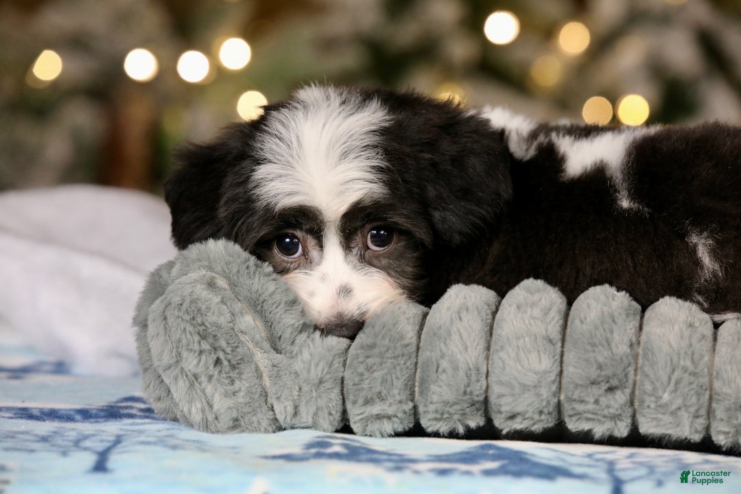 Teddy Bear dogs for sale: Elfie - Ad 24