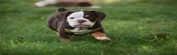 Beabull dogs for sale: Echo - Ad 4
