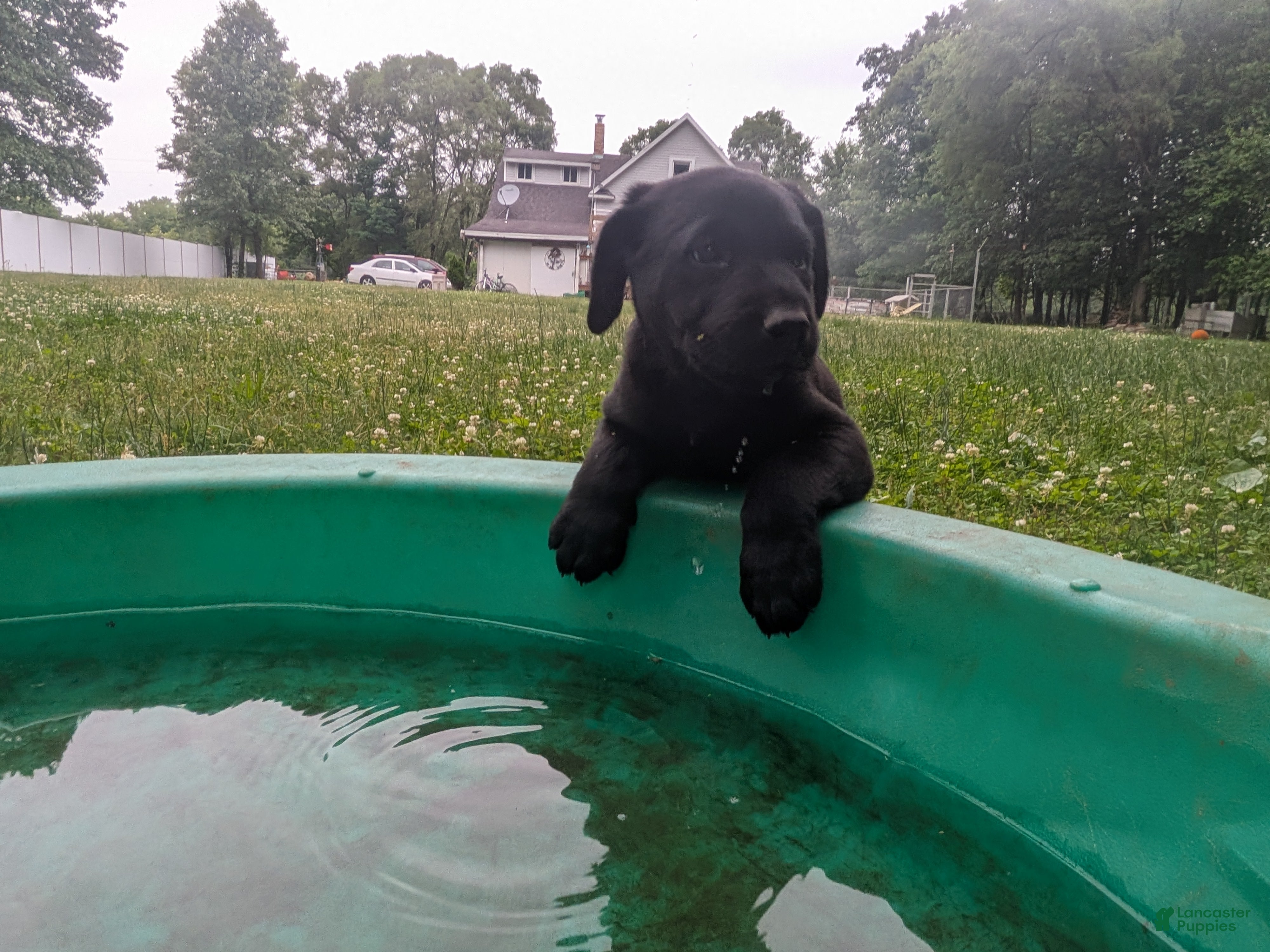 Labrador Retriever dogs Black Male (Purple) - Ad 36