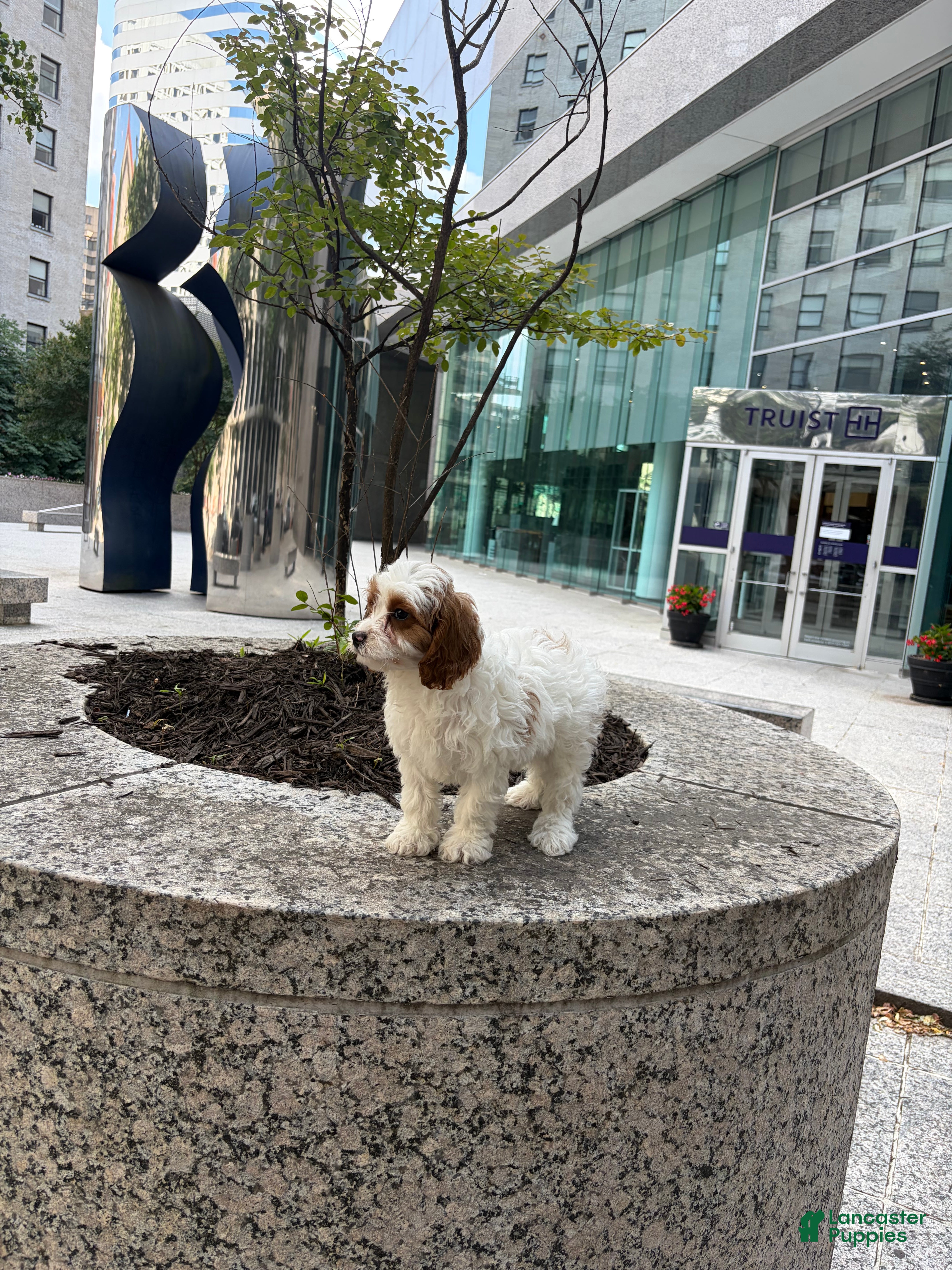 Cavapoo dogs Rosco - Ad 17