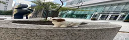 Cavapoo dogs for sale: Rosco - Ad 1