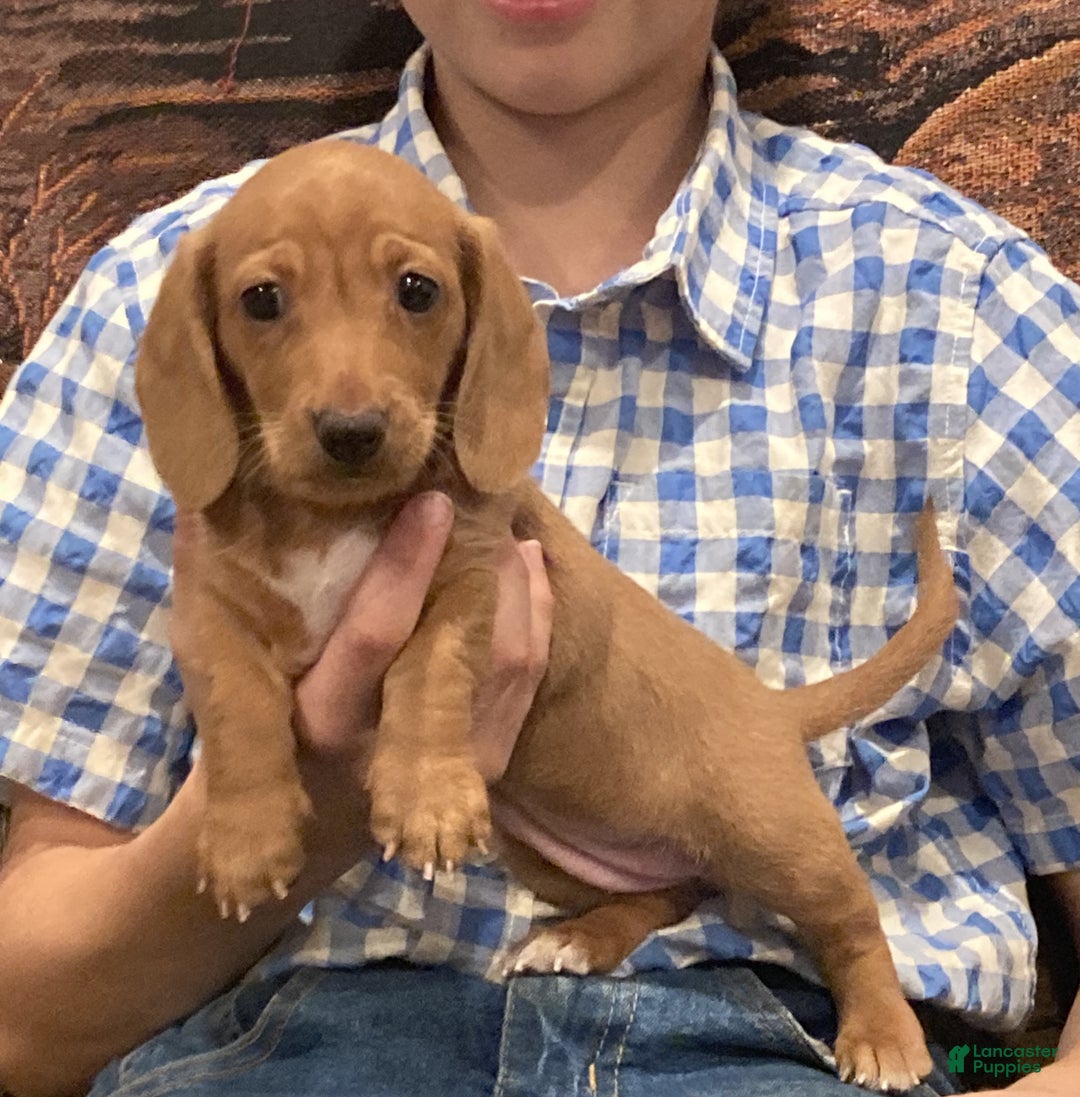 Dachshund dogs for sale: Sasha - Genetic Tested Parents - Ad 21