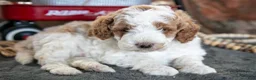 Miniature Poodle dogs for sale: Odin - Ad 2