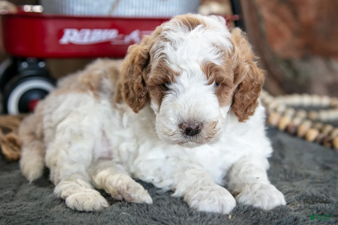 Miniature Poodle dogs for sale: Odin - Ad 2