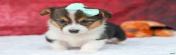 Welsh Corgi Pembroke dogs for sale: Amara🌸 - Ad 11