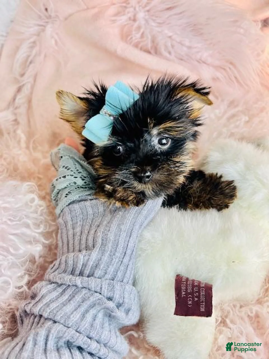 Yorkshire Terrier dogs for sale: Teacup Yorkshire Terrier Puppy 1 - Ad 7
