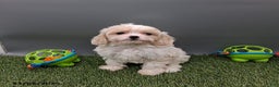 Cockapoo dogs for sale: Candy - Ad 1