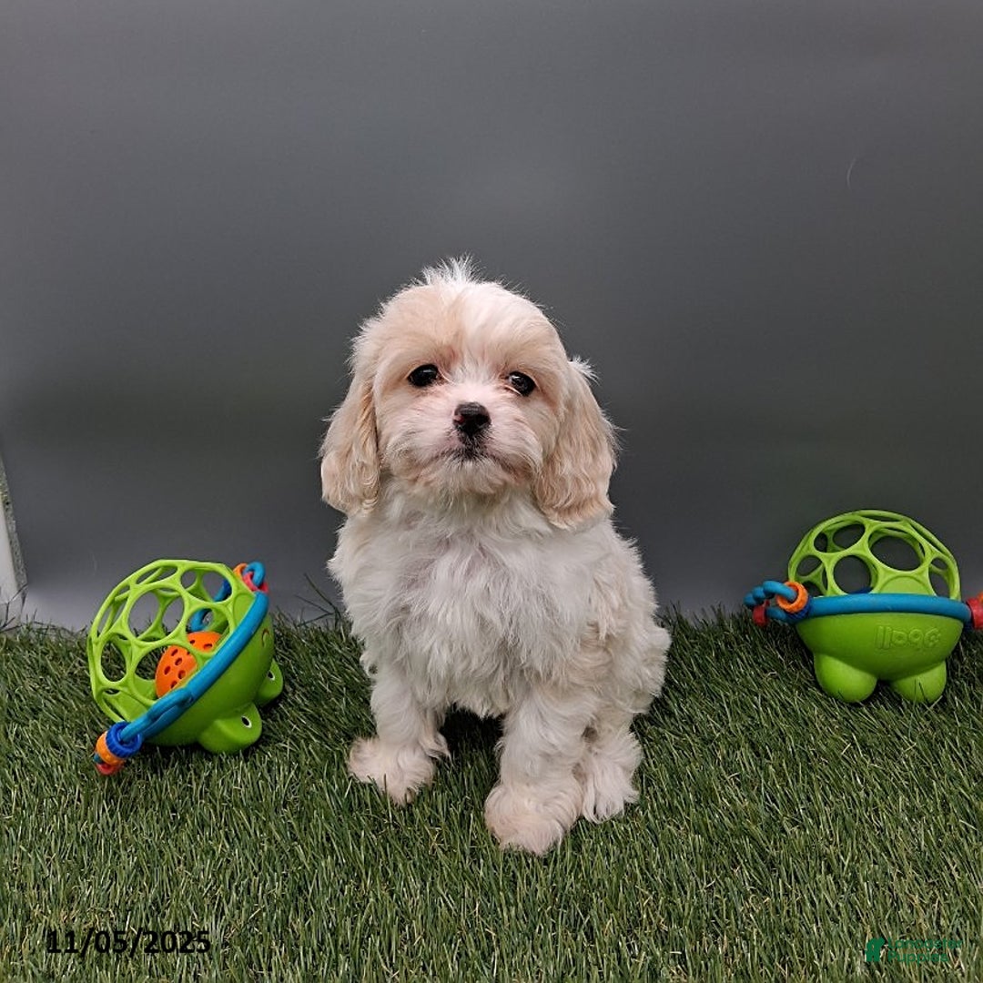 Cockapoo dogs for sale: Candy - Ad 1