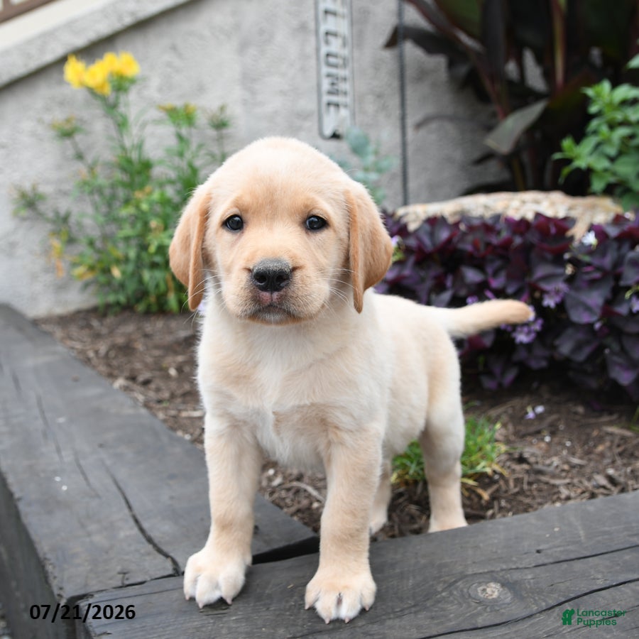 Labrador Retriever dogs Dove - Ad 2